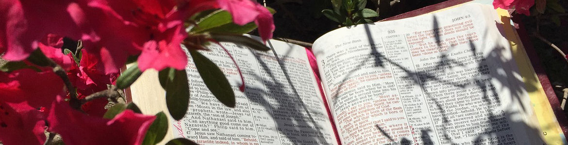 Bible Studies